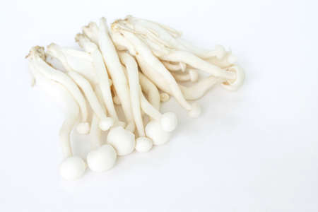 mushrooms on white background.の写真素材
