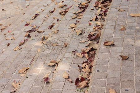 Dry leaves in the park wilderness.の写真素材