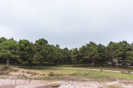 Pine forest and path on the slopes.