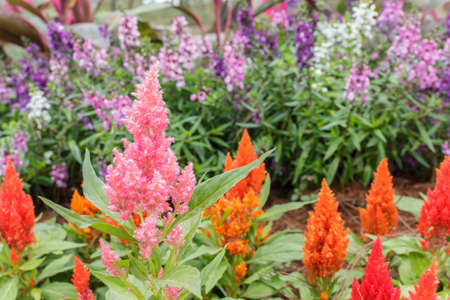 celosia plumosa in garden.の写真素材