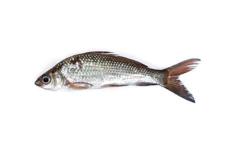 Freshwater Fish on white background.の写真素材