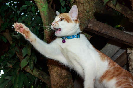 cat fun curious on roof.