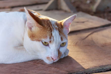 white cats relax.の写真素材