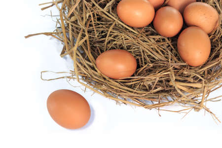 eggs organic fresh in straw hay on white background.の写真素材