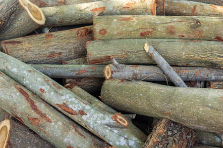 Firewood for burning fuelの写真素材