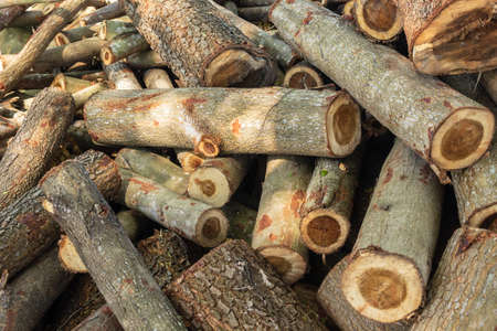 Firewood for burning fuelの写真素材