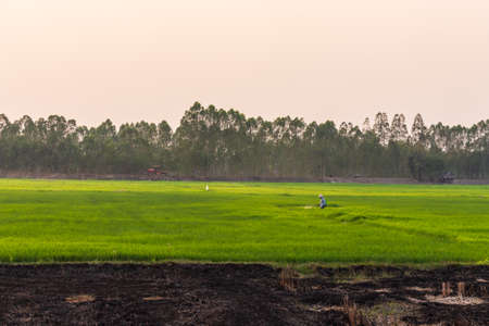 fertilizer rice plant field.の写真素材
