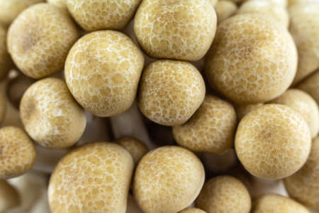 group mushroom close up top view.の写真素材