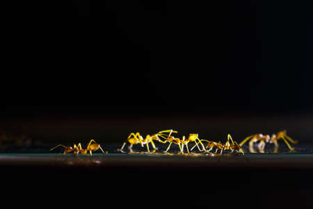 ants walking to working on black background.の写真素材