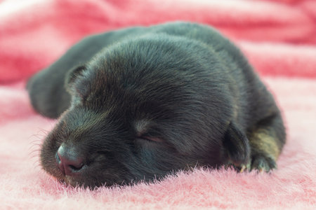 newborn puppies, black mixed breed puppies Sleeping on a pink background.の写真素材