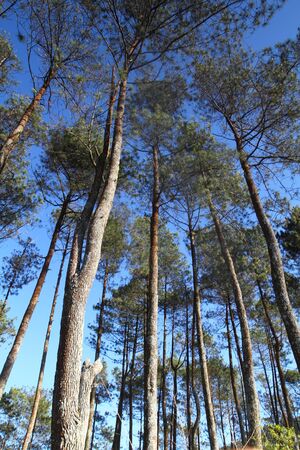 A Morning on a Forestの写真素材