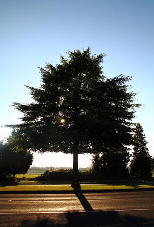Road Side Tree Shadowの写真素材
