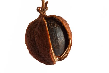 Ripe Jatropha Curcas Fruit の写真素材