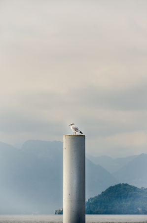 seagull is resting on pillar in front of pier with cloudy sky in lake Como, Italy.の写真素材
