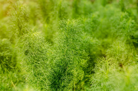Green branch backgroundの写真素材