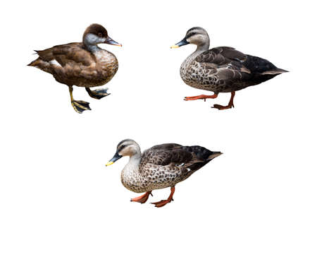 collection duck isolated on white backgroundの写真素材