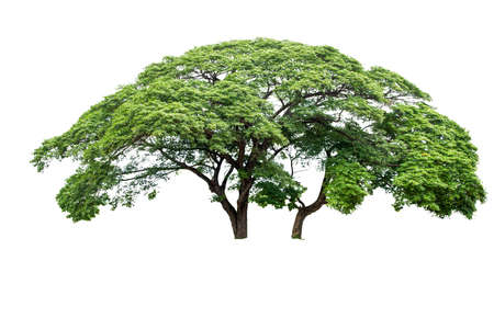 isolated twin tree on white background with clipping pathの写真素材