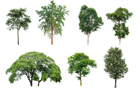 collection tree isolated on white backgroundの写真素材