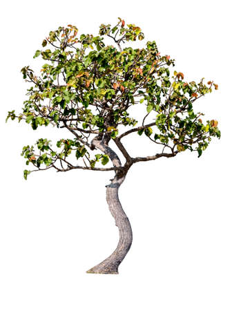 A tree with curvy trunk isolated on white backgroundの写真素材