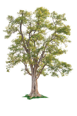 isolated single big tree on white backgroundの写真素材
