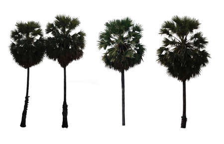 situate palm tree isolated on white backgroundの写真素材