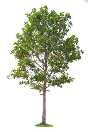 single tree isolated on white backgroundの写真素材