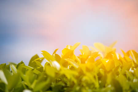 morning light with leaves and sky background