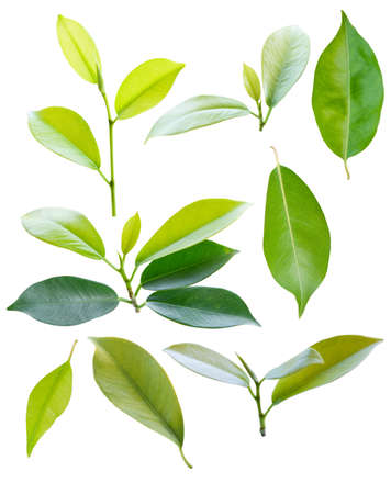 big collection of green leaves, leaf collection isolated on white backgroundの写真素材
