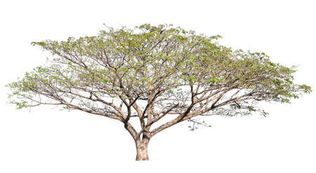 isolated big tree on white background