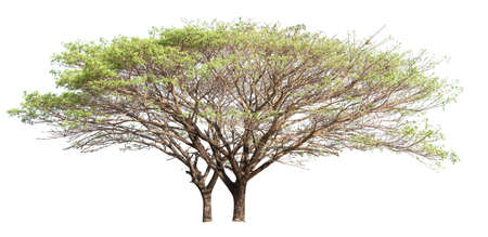 isolated big tree on white backgroundの写真素材