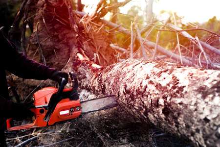 man holding wood cutter on trunk of treeの写真素材