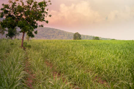 Small sugar farm field with mountain background, landscape green sugar farm with thunder stormの写真素材