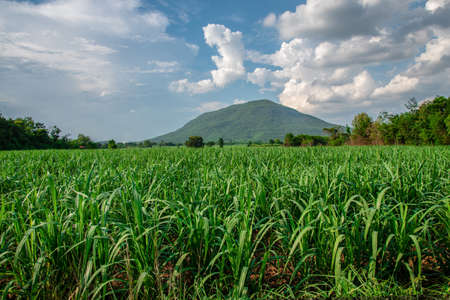small sugar plant in big farm, sugar farm field with blue sky and mountainの写真素材