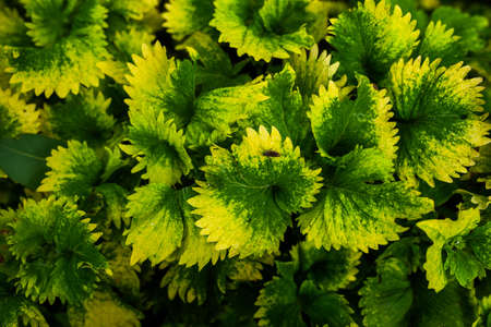 small leaf or small plant texture and backgroundの写真素材