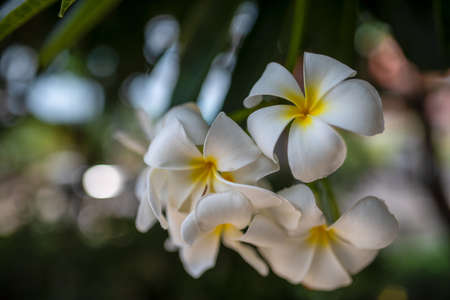 plumeria on dark background, Thai flower with white bokeh backgroundの写真素材