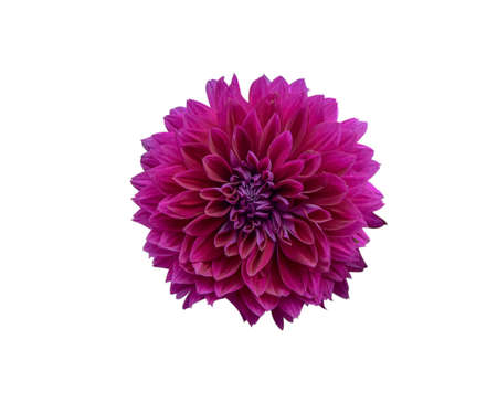 isolated red and purple flower with clipping pathの写真素材