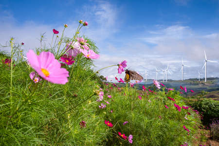 butterfly with flower in wind mill farm and blue skyの写真素材