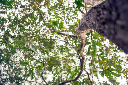 natural bokeh lightの写真素材