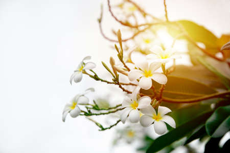 pluemeria flower, Thai flowerの写真素材