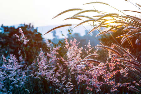 sunset with warm light and flower grassの写真素材