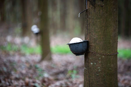 rubber plantation, rubber tree  and rubber droppingの写真素材