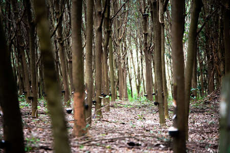 rubber plantation, rubber treeの写真素材