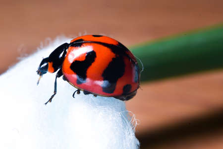 red  lady bug on green leafの写真素材