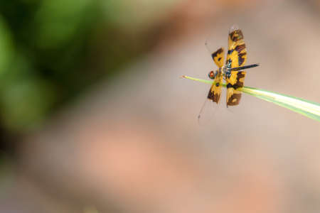 yellow dragonfly catching on grass leaf with blurry background