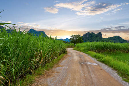 road trough pass sugar field and mountains with sunset, sugar farm agriculture and evening time lightの写真素材