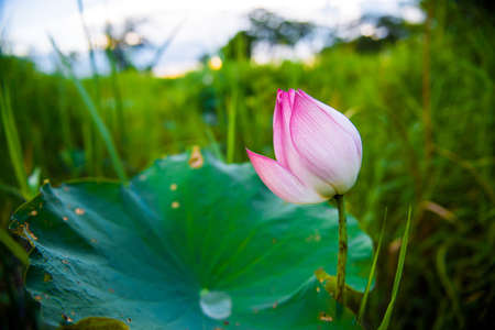 close up lotus flower or water flowerの写真素材