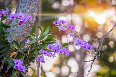 orchids flower with blurred background with bokeh light and green leafの写真素材