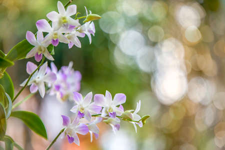 orchids flower with blurred background with bokeh light and green leafの写真素材