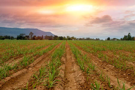 small sugar plant farm field in sunset time, sugar cane field with mountain and evening skyの写真素材