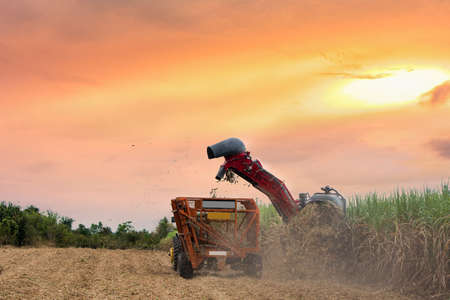 working sugar cane cutting machine in farm, sunset in and evening sky with working sugar cane harvester in big farmの写真素材